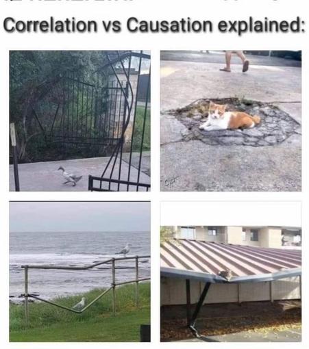 caption: "Correlation vs Causation". 4 images, in all of which, it looks like the animals caused the damage. A duck walking through gates that have been blown apart. A cat sitting in a crater in the cement. A seagull sitting at the bottom of a bent fence. A cat sitting on a broken sunroof.