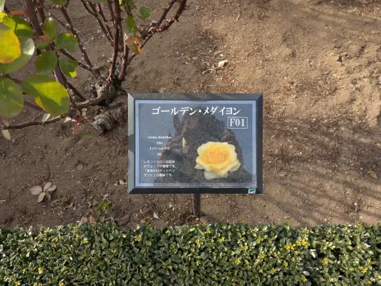 Photo: Close-up view of a garden plaque on the ground.  The plaque has a yellow/gold rose picture and describes the rose variety as ゴールデン・メダイロン [Golden Medallion]. My face is partially reflected on the plaque, hidden by the phone I'm taking the picture with.