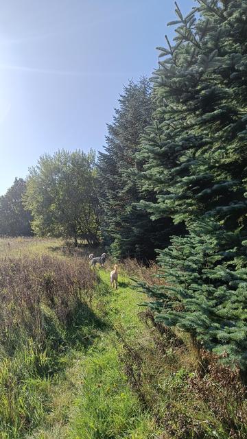 Vertical pic of my dogs playing tag at the very back of our land on a sunny autumn day

Bright blue sky and strong autumn sunlight shine onto a wild meadow, thickly woven with the dark husks of this summer's thistle. Curving along the treeline is a path of bright green grass, previously cut low, now also starting to grow thick and wild

Centre frame are two bright spots: my dogs Malu (silver, farthest, whole body paused) and Kai (golden, nearer, his body a full sprint question mark matching the shape of his tail)

Silver fir trees line the edge of the path to the right, their bodies thick green, fluffy and curved with blue green needles (the scent, divine). Next to Malu is a muppet of a bog tree, I forget who