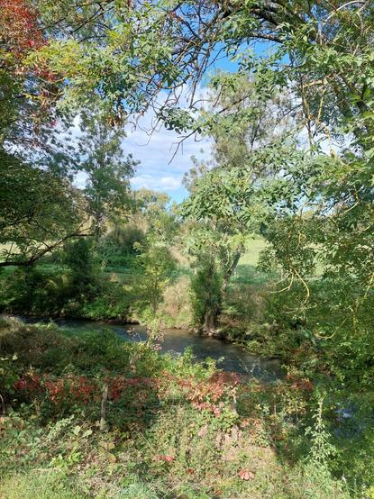 Paysage de marais, une rivière  qui coule au milieu et chaque rive arborée  couverte de diverses essences en mode début d' automne, à travers les branches d' arbres le ciel bleu et ses nuages blancs étirés