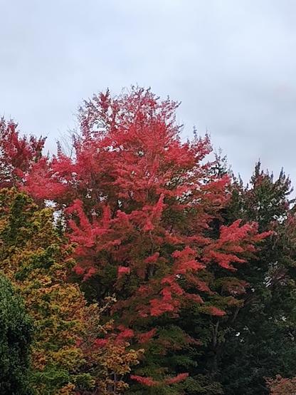 A group of trees against a cloudy sky. There are pines, a tree with leaves turning red, and a tree with leaves turning yellow.