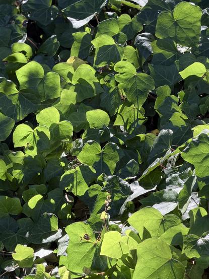 Ivy leaves backlit by sunlight and also dappled with shadows. 

A mix of light green and dark green, the backlit leaves being translucent and glowing, showing their internal vein structures against the sunbeams.

A chaotic and lovely mix of light, shadow, and shapes.