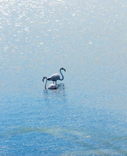two very unpink flamingos in the water.
they are right next to each other.
one is standing right profile.
the one closer is sitting, left profile.