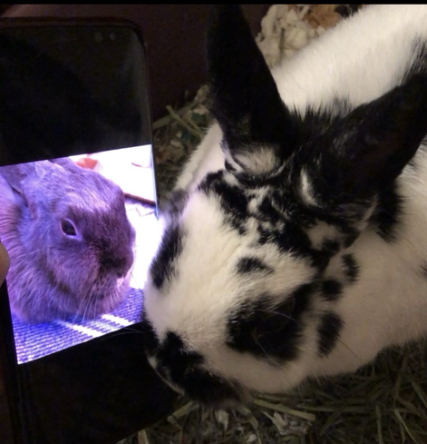 Violet the beautiful rabbit is on a smartphone screen. Skye the bun is listening intently