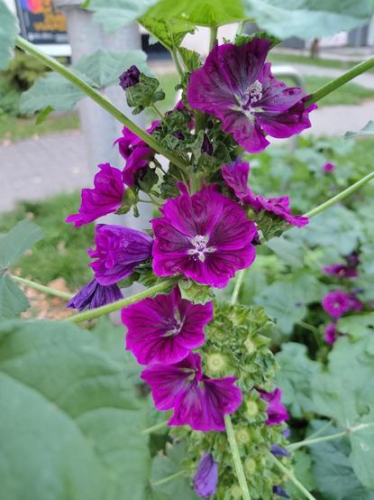 Photo of a bunch of purple flowers on rather high plant. The flowers have dense triangular petals, very close to each other, making irregular filled circle shape. They are close to trunk, while leaves are on long branches, effectively outside of photo frame with this zoom. One leaf, probably from neighbour plant, is covering bottom left corner and is blurred because was too close to camera.