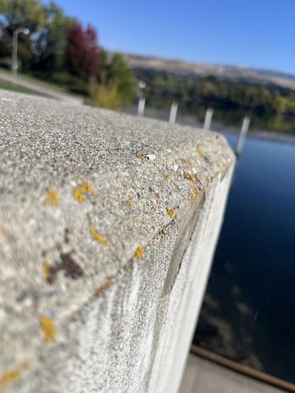Yellow lichen on concrete with a blue river in the background
