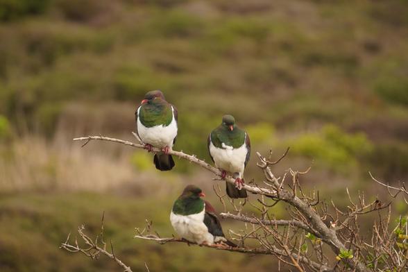 Three kererū perching on some not-that-big branches. They have lush green heads and white chests.
