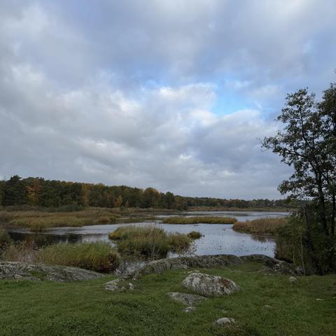 A view over a wetland with a cloudy sky, in the foreground grass and rock outcrops and to the right a tree.