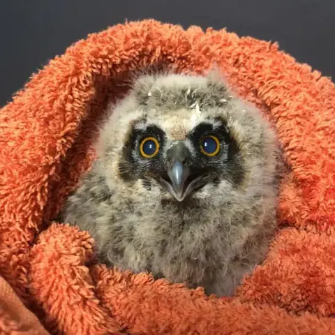 Arranged in a nest shape is a dusty-burnt-orange towel (in colour only; the cloth is untarnished by earth or flame). Within that nest is a Long-Eared Owl chick draped in a juvenile coat entirely made of ashy-white feathers, with the exception of a bat-shaped mask of brownish-black around her eyes. On the topic of eyes, they're bright orange, like buoyancy rings, around pupils as wide as saucers.