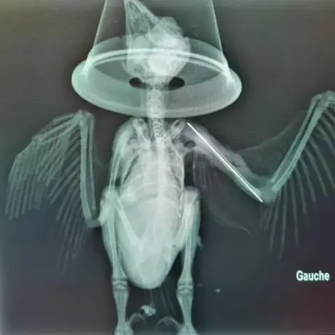An x-ray output (post-surgery) shows a long thin metal rod stabilising the bébé owl's humerus. The metalwork is bright white compared to the rest of the owl's skeleton, glowing pale green on a dark background. The owl's bone structure is surprisingly small, illustrating that owls are 99% fluff. A few dozen feathers are radiodense, likely due to having blood supply as they grow, and so the spines appear bright and rather like fish bones or wide-tooth combs. A cone mask for the anaesthesia is placed around the owl's head. The text "Gauche" appears below the pinned wing which might seem odd commentary from the radiographers, had one not just learned the French word for "Left".