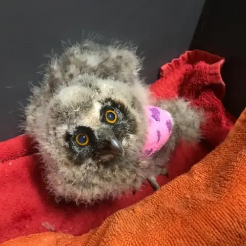 Back in the visible spectrum, the Long-Eared Owlet rests on red and orange towels inside a dark-walled container, peering up at whomever is peering down. A pink gauze wrap with purple splotches is around her now pinned Guache wing. She appears startled, and her buoyancy-ring eyes look more lemon than orange in this light.