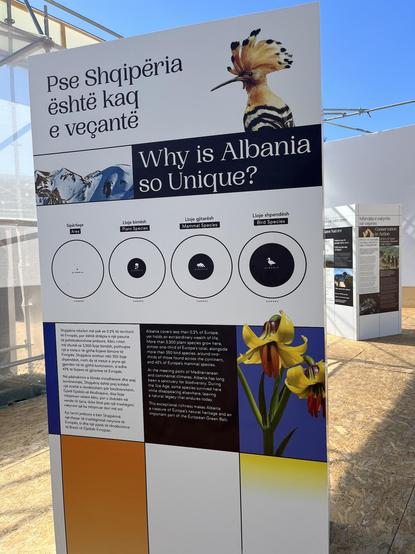 Freestanding information board in Albanian and English. It has bright design and photos of an Albanian bird with a very tall crest and yellow Albanian flowers (look like lillies) as well as snow-capped mountains. There is an infographic with 4 circles meant to show how small a part of Europe's landmass Albania comprises, yet how large a part of Europe's biodiversity still exists in Albania. The one on the left is Albania as a spec within Europe's landmass. Next to that is a circle for Europe's plant species and Albania takes up a large circle in the center. An even larger circle next to that for Albania's mammals, and a very large circle making up most of Europe's biodiversity for birds.
"Why is Albania so unique?
More than 3,200 plant species grow here,
almost one-third of Europes total , alongside
more than 350 bird species, around two-thirds
of those those found across the continent
and 42% of Europe's mammal species.
At the meeting point of Mediterranean and continental climates
Albania has long
been a sanctuary for biodiversity. During
the Ice Age
some species survived here
while disappearing elsewhere,
leaving a natural legacy that endures today.
This exceptional richness makes Albania a treasure of Europe's
natural heritage and an important part of Europe's Green Belt.