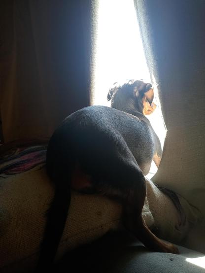 Gertie, a small black and tan dachshund, seen from behind. She's in the gap of the blackout curtains, her butt and 1 leg on a cream colored pillow, ears pressed back, getting ready to bark at someone or something outside.