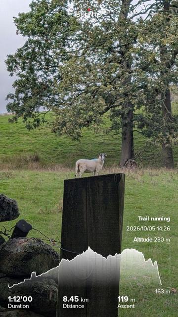 Poll with a small sheep on top, camera perspective. My running stats imprinted on top