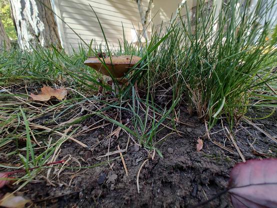 A view from below of a brown mushroom nestled among the grass and dirt.