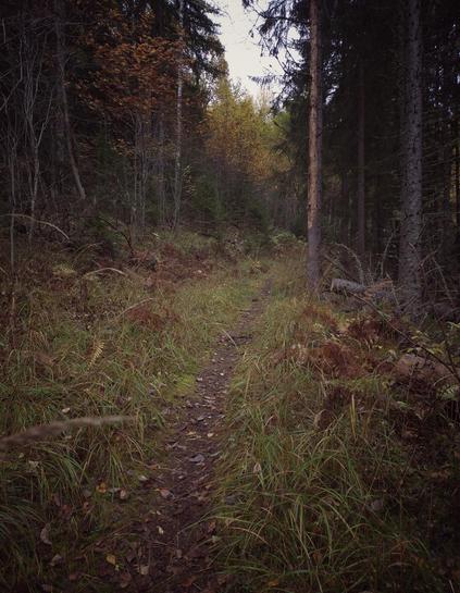 An almost overgrown path winding through a forest with autumn colours. The quotation is taken from the beginning of the book *Under the Autumn Star* (Norwegian: *Under Høststjærnen. En Vandrers Fortælling*) by Knut Hamsun (1906) and can be translated as: ‘When I walk along the overgrown path through the forest, my heart trembles with an unearthly joy.’