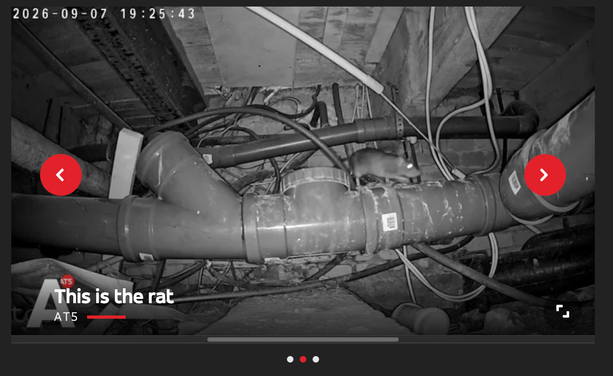 amsterdam local news screenshot, with a picture of a rat in a crawlspace with the text "this is the rat"