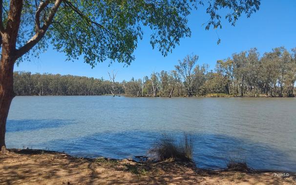 A wide river bends away from the camera to the left and right. The far bank is alive with trees, with a few anciemt trunks standing in the water.