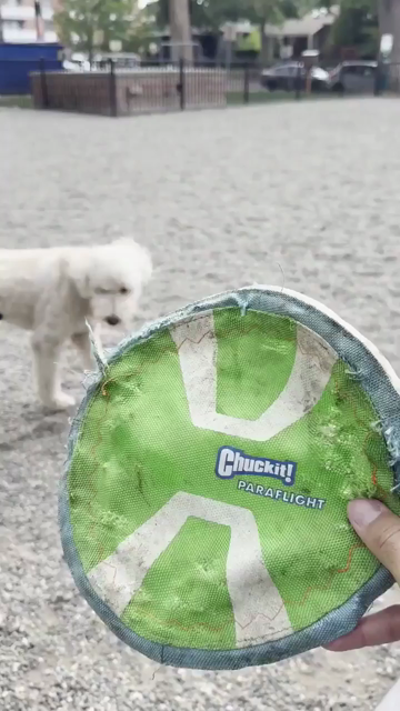 A doggo locked on a frisbee