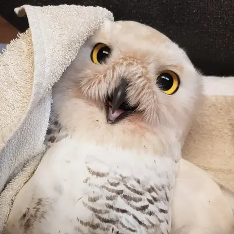 "Snowy" the Snowy Owl is on their back partially wrapped in a white towel looking up at camera with eyes bright yellow + slightly crossed. The half-open mouth on Snowy, or on any beaked animal for that matter, kind of makes it look like they're smiling - due to the consummate V's of the upper and lower beak forming a happy arrowhead shape "⮟". The reality of course is Snowy is likely very agitated, vocal, and causing a scene. Such is wildlife work. Snowy's feathers are white, save for some bow-shaped bars across the chest, as if someone tried drawing roof tiles with a black pen. If I'm not mistaken these marking indicate Snowy is female. Snowy also has very thick white 'moustache' of rictal bristles, which as the original caption says adds to a look of "adorable fierceness!"