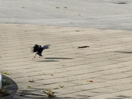 A jackdaw landing on the paving stones next to a least weasel, bounding away from the bird in full flight