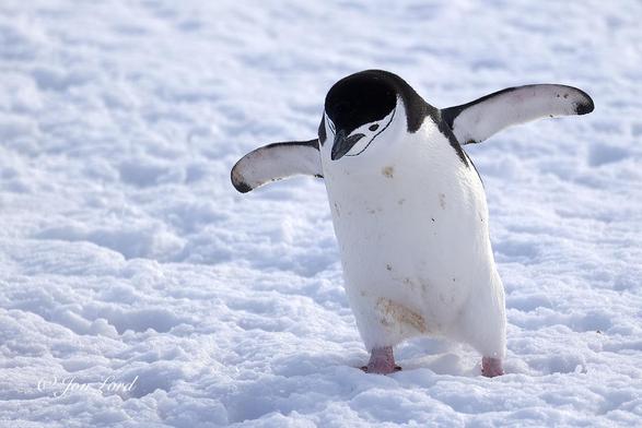 This is a colour wildlife photo in landscape format of an adult Chinstrap Penguin (Pygoscelis antarcticus) waddling on a pack of snow down to the sea. Graham Land, Antarctica (2024).
To the right of centre is our chinstrap penguin and with the bed of well trodden (by penguins) snow covering the entire photo. The penguin is viewed obliquely with the front and right side in view, the camera about half a metre above the snow and two metre from the bird (actually much further but using a long lens and a cropped image). The bird is filling three-quarters of the height of the photo, half the width and is walking (waddling) from right to left and towards the camera. Our penguin has a black back extending upwards to form a cap on top of the head finishing over the eyes and at the top of the short, black beak. A thin black line runs from the back of the neck, under the eyes and beak and up the far side: hence the name. It's wings (flippers) are spread outwards to aid balance. The wings have a thin black line stretching along the leading edges while the undersides are white. The birds front is all white though with a few small orange 'penguin poo' stains scattered around, personal hygiene isn't a penguin thing. The two large pink feet are half buried in the deep snow.
