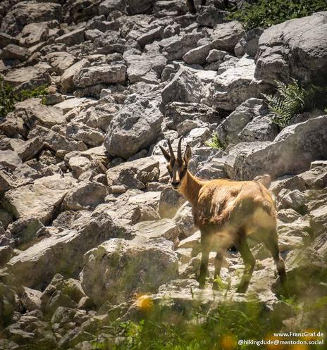 A wild chamois stands poised on the rugged slopes of a sunlit mountain, its curved horns catching the golden glow of the afternoon. The rocky terrain, a mosaic of weathered gray and warm beige stones, stretches around it, interspersed with patches of hardy green shrubs clinging to life in the harsh environment. The air feels crisp and clear, carrying the quiet stillness of high altitudes. This moment, frozen in time, captures the raw beauty and resilience of alpine wildlife, where every step on the uneven ground speaks of strength and adaptation. A fleeting glimpse of nature’s untamed grace in its most authentic setting.