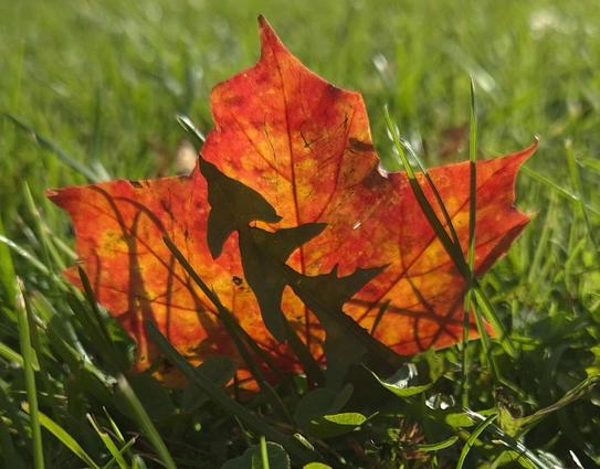 A red leaf from a Norway maple leans against a dandelion leaf. The sun is shining on the leaf and you can see the silhouettes of blades of grass through it