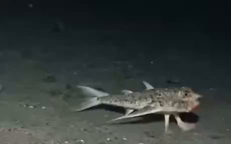 Fish walking on the bottom with sort of cute legs and a funny mouth with lips
