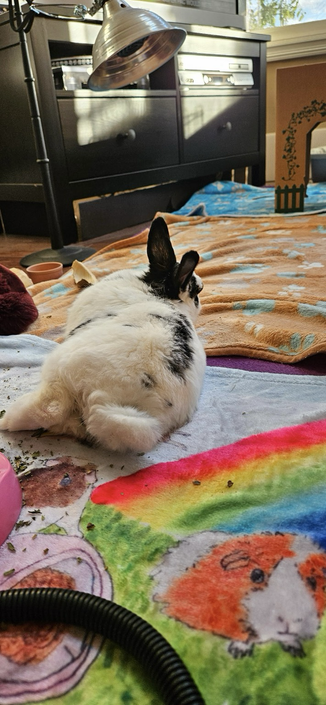 Bunny from back view, tilting as she falls asleep