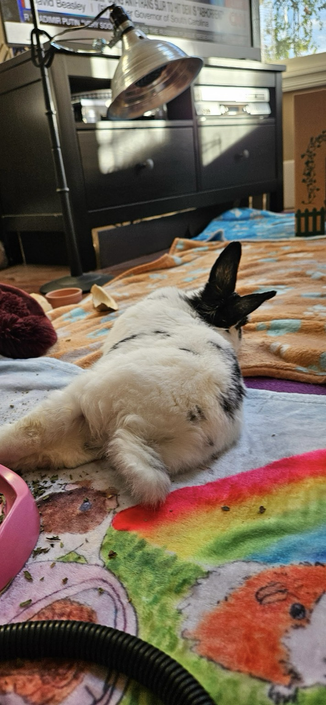 Bunny tilts further