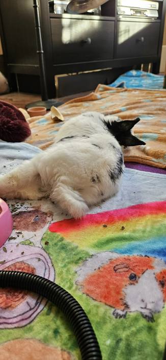 Bunny lies flat on her side