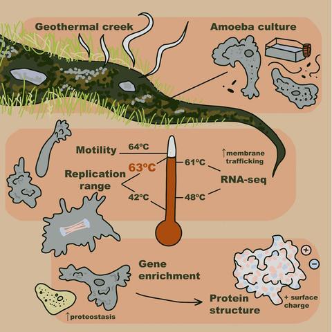 Illustration from scientific paper showing the replication and motility range of temperatures (42C to 63C) for hottest-surviving amoeba found in geothermal hot springs creek in California.