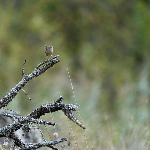 A wren is standing on top of a branch covered in grey lichen, tail straight up and legs wide apart, looking very fierce.
