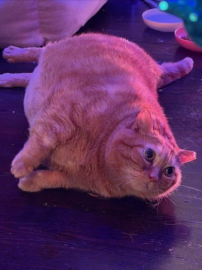 Fat cat illustrating Mistrals new release