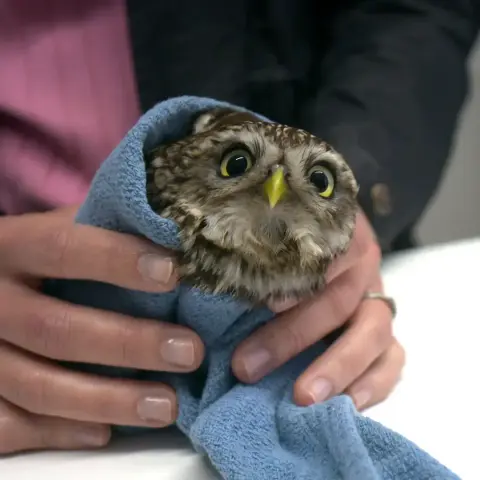 This Little Owl in both name and nature is wrapped in a cornflower blue tea towel on a white table. 

She's held secure by eight fingers belonging to a reporter in a pink top and black jacket. The owl's black pupils reflect tube lights, and her irises and beak are matching limoncello yellow. They're in alignment due to the low camera angle and the owl's lifted chin, which accentuates a look of immense suspicion at the photographer: bombastic down-the-beak eye. From this vantage too, the owl's black rictal bristles look like short steep-angled eyebrows. The rest of the owl's feathers are dark brown, cream-streaked, and masked around the eyes, with bunching around the quote-unquote "jawline", like sideburns. 

Small stature + sideburns + black & yellow accents = Owlverine