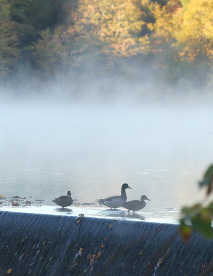 3 ducks wading through duck-knee-high water on the edge of a weir. Brown leaves pepper the concrete wall. Fog blankets the pond behind with sunlit trees presenting gold leaves in the distance.