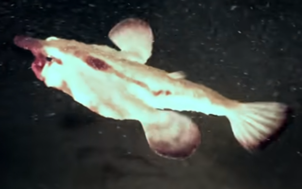 A red-lipped batfish paddling, showing off the tail, single dorsal fin, and froglike pectoral fins.