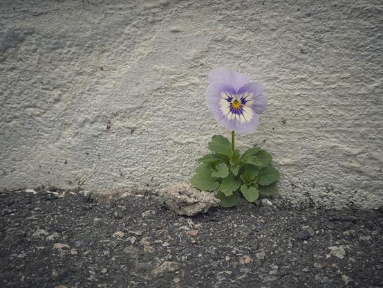 A wild pansy whose flower resembles a face, and the stem a long, thin neck. Some of the leaves lie across a small stone, making it look as though the figure is sitting and leaning against the stone and posing for a picture.