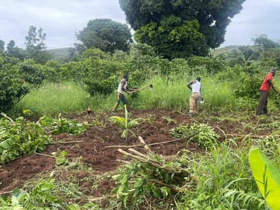 Cultivating the land with hoes to prepare it for the seedlings in the nursery bed