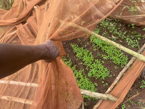 Seedlings in the nursery bed looking forward to transplanting.