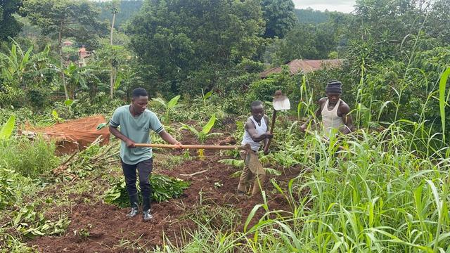 Cultivating the land with hoes to have mature seedlings planted in them.