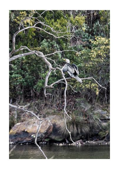 A portrait oriented photo of a black and white bird with a yellow beak up in a dead tree, wings partially outstretched to dry. In the background, soft focused green foliage grows above a rocky riverbank.
