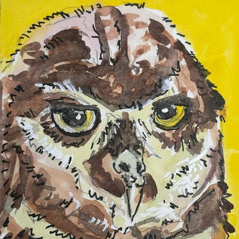 Brown owl with white markings on the face which highlight the area around the eyes.