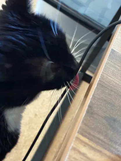 nia licking a braided charging cable because i guess it's a good stim if you're a cat
