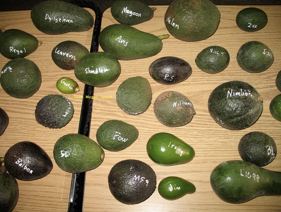 Part of a display table put together by avocado expert Julie Frink as demonstration for a talk on avocado diversity. There are small and large avocados. Some have dark bumpy skin, some have light shiny green skin, some have bumpy green skin and others have shiny black skin. Some are round, some are pear-shaped, some are shaped like a club. Some are the size of a golfball and others are the size of a cannonball or larger.
Each has been labeled in white-out with its cultivar name. Some have memorable names like 'Balboa' and 'Nimlioh', while others have alphanumeric breeding names.