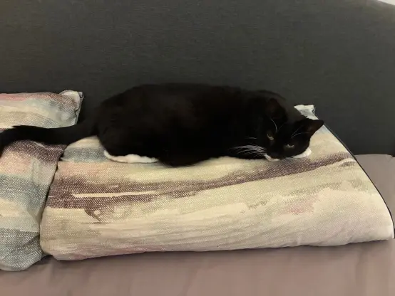 nia lying down on a pillow in slug mode