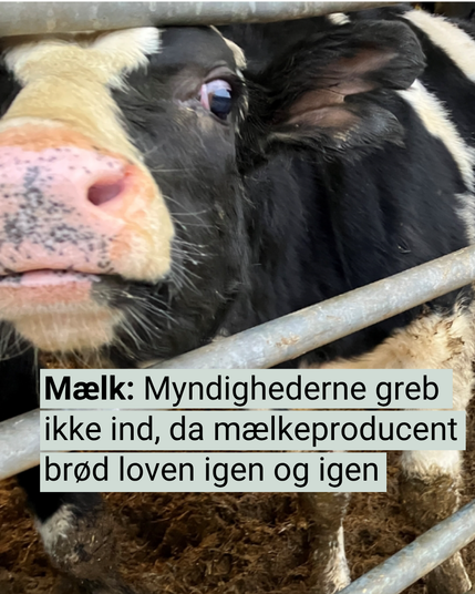 Ansigt af ung ko på en mælkefabrik