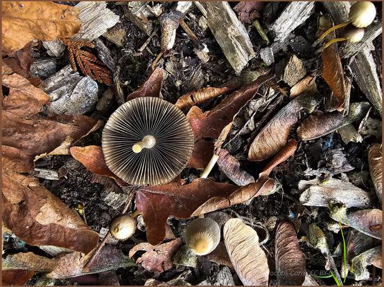A shot of the underside of the Parasola mushroom, with its detached grayish brown gills radiating out from the center to the cap edge. The stem is thin, fragile and whitish. The mushrooms are growing in a mix of reddish brown dead leaves, maple samaras, gray cedar mulch and other dead materials.