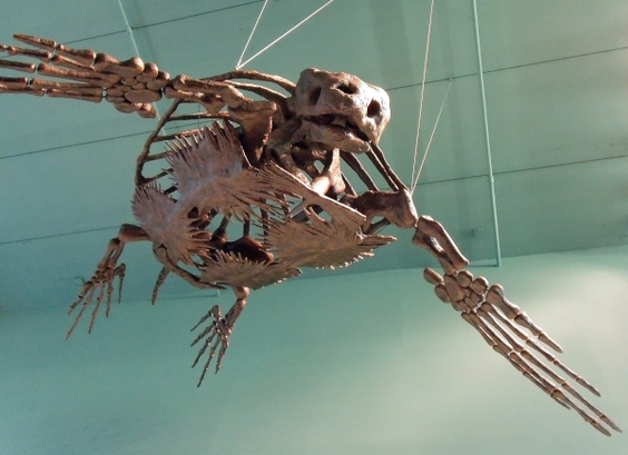A skeletal turtle (from subarcticmike at https://www.flickr.com/photos/31856336@N03/4043993178.)